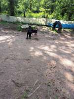 Hundeauslaufgebiet-Hundespielplatz Bad Honnef-Bild