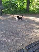 Hundeauslaufgebiet-Marienforster Tal ( Alt Bad Godesberg)-Bild