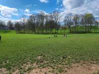 Hundeauslaufgebiet-Rheinaue-Bild