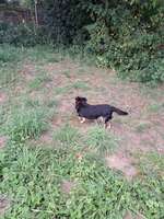 Hundeauslaufgebiet-Hundewiese Sankt Augustin Niederpleis-Bild