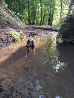 Hundeauslaufgebiet-Marienforster Tal ( Alt Bad Godesberg)-Bild