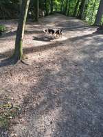 Hundeauslaufgebiet-Marienforster Tal ( Alt Bad Godesberg)-Bild