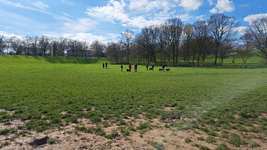 Hundeauslaufgebiet-Rheinaue-Bild