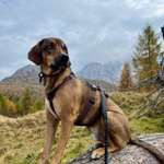 Wo kann mein Hund endlich frei laufen?-Beitrag-Bild