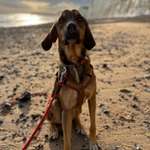 Wo kann mein Hund endlich frei laufen?-Beitrag-Bild