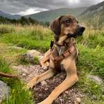 Wo kann mein Hund endlich frei laufen?-Beitrag-Bild