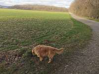 Hundeauslaufgebiet-Haßleyer Wald-Bild