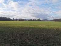 Hundeauslaufgebiet-Haßleyer Wald-Bild