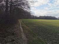 Hundeauslaufgebiet-Haßleyer Wald-Bild