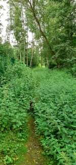 Hundeauslaufgebiet-Almagelände-Bild