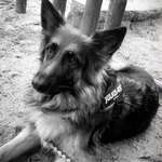 Ersteller:in Dennis Profilbild