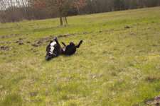 Fellwechsel und Schuppen-Beitrag-Bild