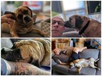 Foto-Challange: Schmuse-/Kuschel-/Ruhemodus-Beitrag-Bild