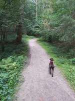 Hundeauslaufgebiet-Hankhauser Wald-Bild