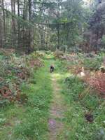 Hundeauslaufgebiet-Hankhauser Wald-Bild