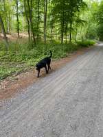 Hundeauslaufgebiet-Halderner Wald-Bild