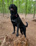 Hundeauslaufgebiet-Halderner Wald-Bild