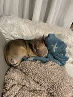 Nach gesteigerter Pexiongabe appetitlos-Beitrag-Bild