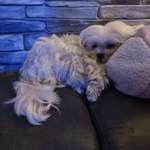 Ersteller:in Ines Profilbild