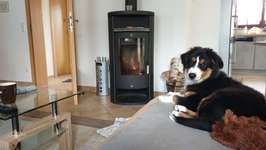 Ferienhäuser - Urlaub mit Hund-Beitrag-Bild