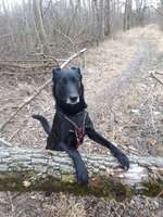 Hundeauslaufgebiet-Zauberwald in den Lechauen-Bild