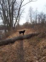 Hundeauslaufgebiet-Zauberwald in den Lechauen-Bild