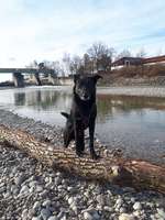 Hundeauslaufgebiet-Lechwehr-Bild