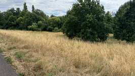 Hundeauslaufgebiet-Große Wiese an der Kinzig-Bild