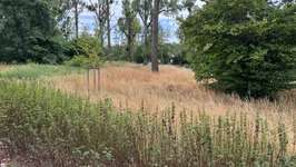 Hundeauslaufgebiet-Große Wiese an der Kinzig-Bild