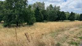 Hundeauslaufgebiet-Große Wiese an der Kinzig-Bild
