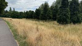 Hundeauslaufgebiet-Große Wiese an der Kinzig-Bild