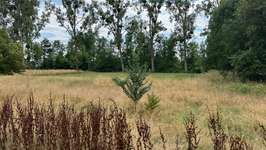 Hundeauslaufgebiet-Große Wiese an der Kinzig-Bild