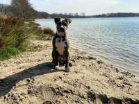 Hundeauslaufgebiet-Hundestrand am Dankernsee-Bild