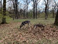 Hundeauslaufgebiet-Königsheide-Bild