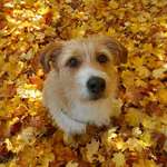 Ersteller:in M. Richter Profilbild