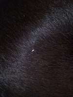 sind es räudemilben? :(-Beitrag-Bild