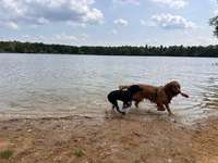 Hundeauslaufgebiet-Peringsmaar-Bild