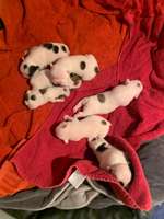 Puppy stim-Beitrag-Bild