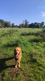 Hundeauslaufgebiet-Moorenbrunnfeld-Bild