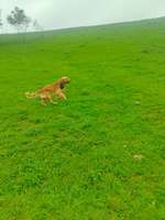 Hundeauslaufgebiet-Ehemaliger Schuttberg/Müllberg am Verkehrsübungsplatz in Nürnberg-Bild