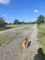 Hundeauslaufgebiet-Moorenbrunnfeld-Bild