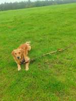 Hundeauslaufgebiet-Ehemaliger Schuttberg/Müllberg am Verkehrsübungsplatz in Nürnberg-Bild