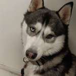 Suchmeldung-Nanook und Takaani-Bild