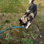 Suchmeldung-Nanook und Takaani-Bild