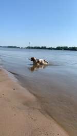 Hundeauslaufgebiet-Oberhammelwarden-Bild