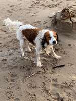 Hundeauslaufgebiet-Oberhammelwarden-Bild