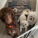 Ersteller:in Stefanie Profilbild