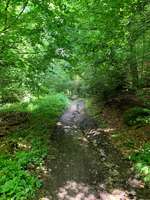 Hundeauslaufgebiet-Auwald Moosburg-Bild