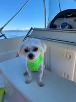 Wurfgeschwister gesucht.-Beitrag-Bild