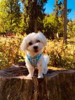 Wurfgeschwister gesucht.-Beitrag-Bild